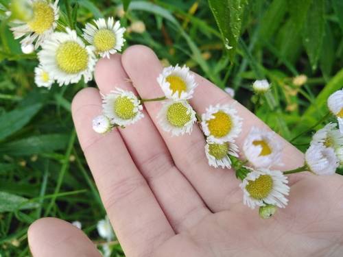 daisy fleabane