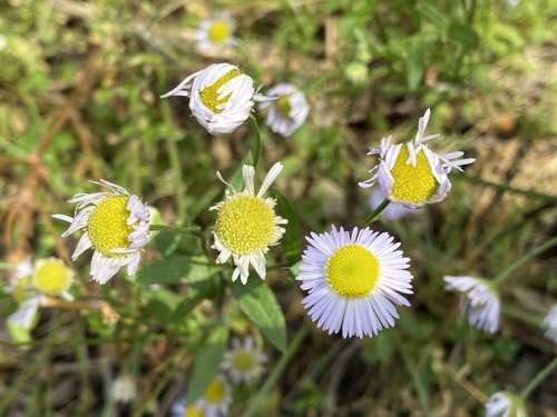 daisy fleabane