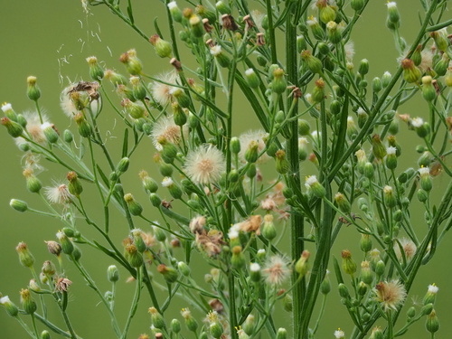 tropical horseweed