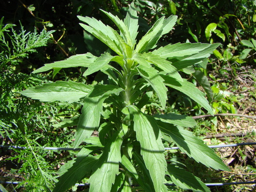 tropical horseweed