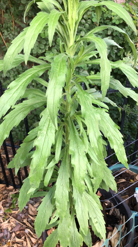 tropical horseweed