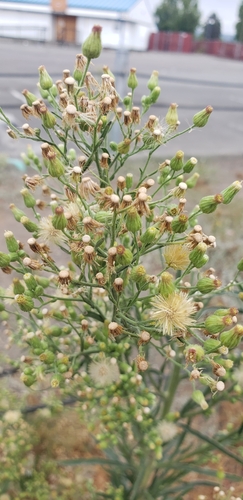 tropical horseweed