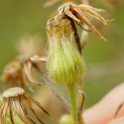 tropical horseweed