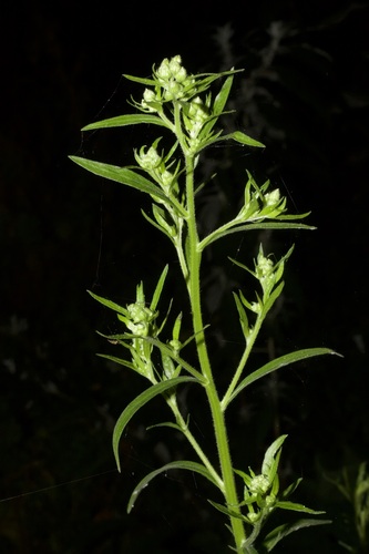 tropical horseweed