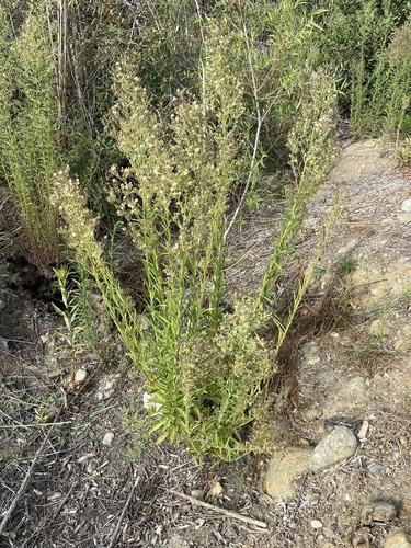 tropical horseweed