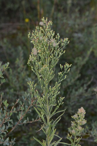 tropical horseweed