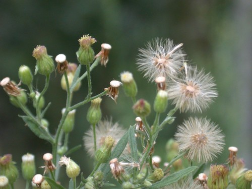 tropical horseweed
