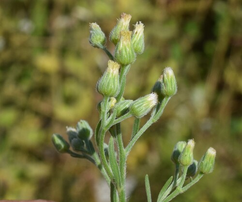 tropical horseweed