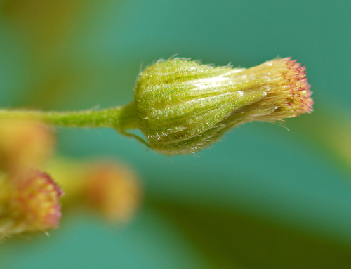 tropical horseweed