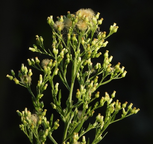 tropical horseweed