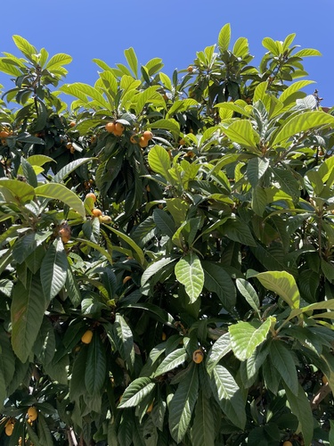 Loquat