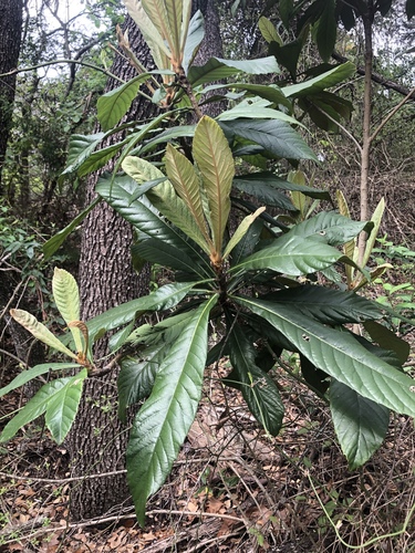 Loquat