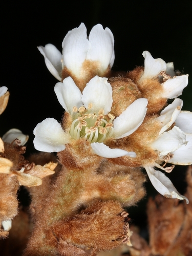 Loquat