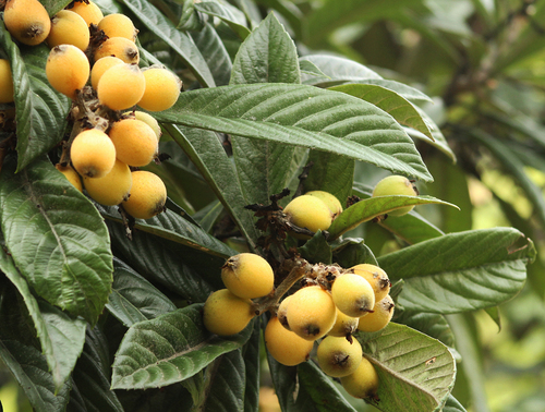 Loquat