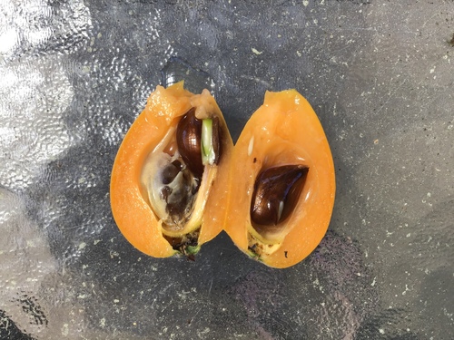 Loquat