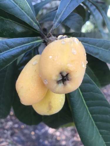 Loquat