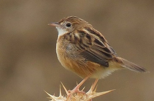 Zitting Cisticola