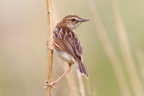 Zitting Cisticola