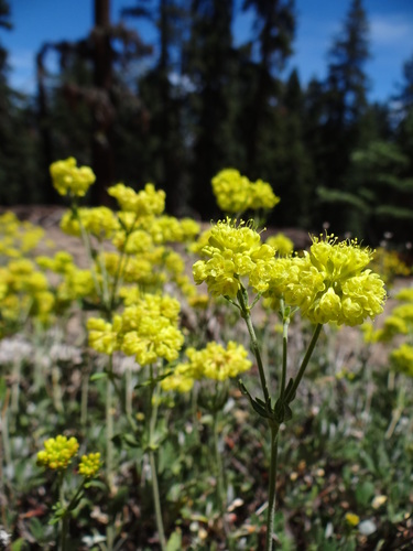 sulfur buckwheat