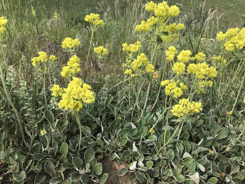 sulfur buckwheat