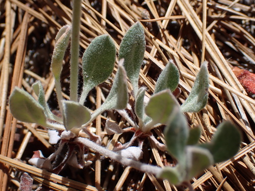 sulfur buckwheat