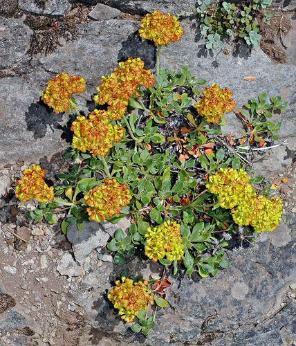 sulfur buckwheat