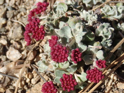 sulfur buckwheat