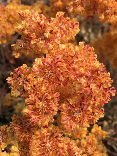 sulfur buckwheat