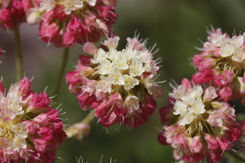sulfur buckwheat