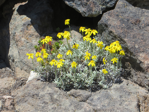common woolly sunflower