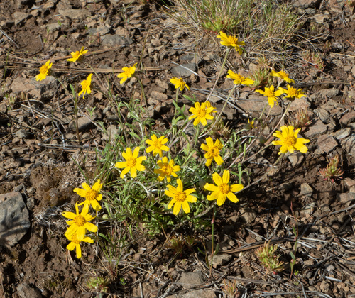 common woolly sunflower