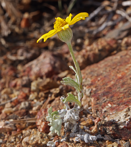 common woolly sunflower