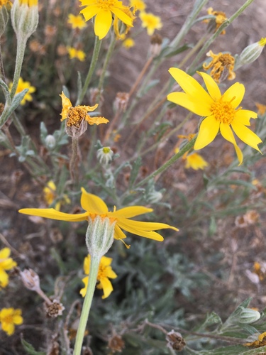 common woolly sunflower