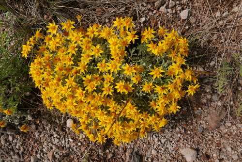 common woolly sunflower