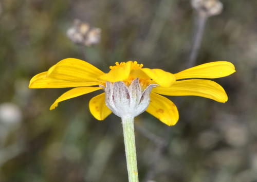 common woolly sunflower