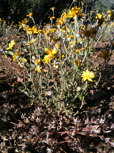 common woolly sunflower