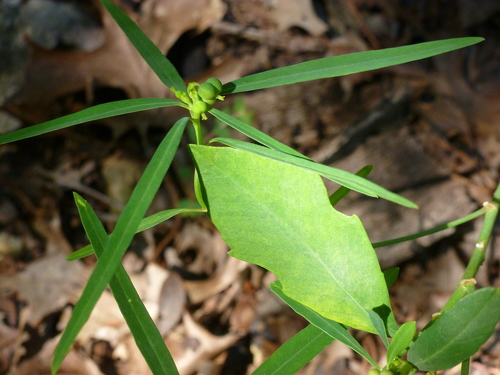 painted leaf