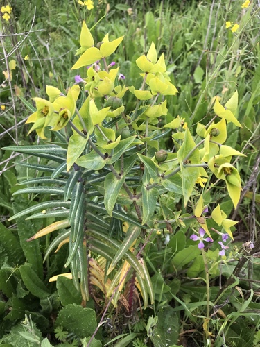 caper spurge