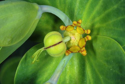 caper spurge
