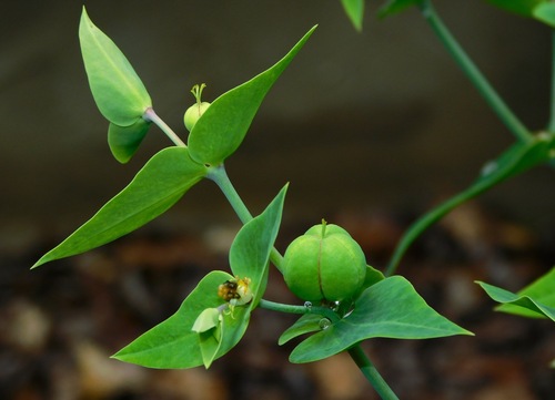 caper spurge