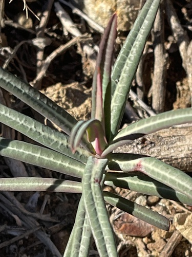 caper spurge