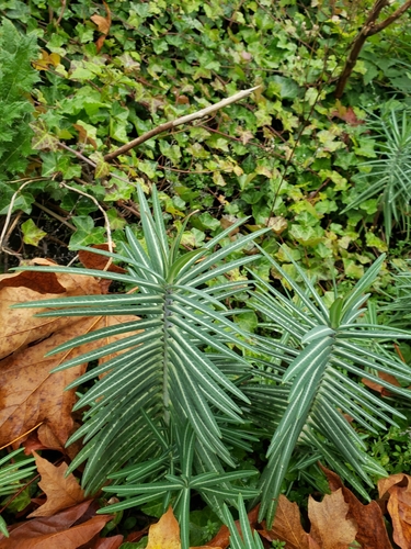 caper spurge