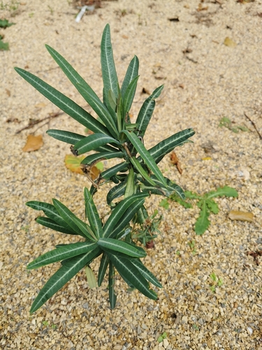 caper spurge