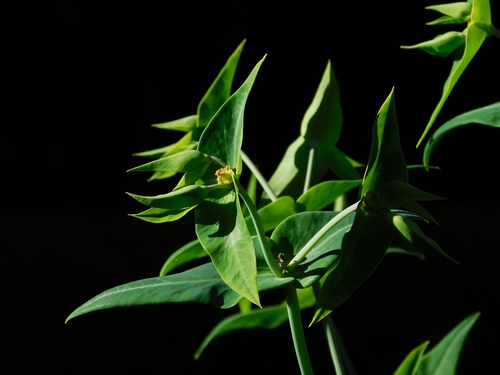 caper spurge