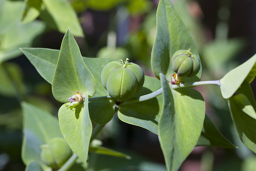caper spurge