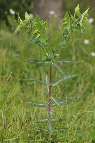 caper spurge