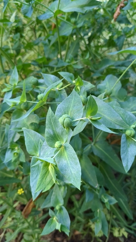 caper spurge