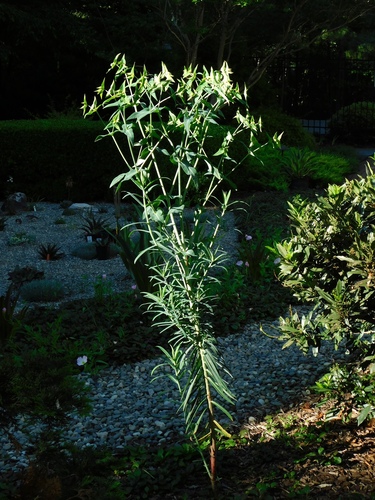 caper spurge