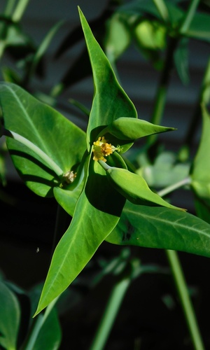 caper spurge