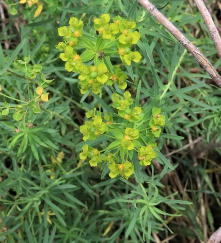 slender leafy spurge